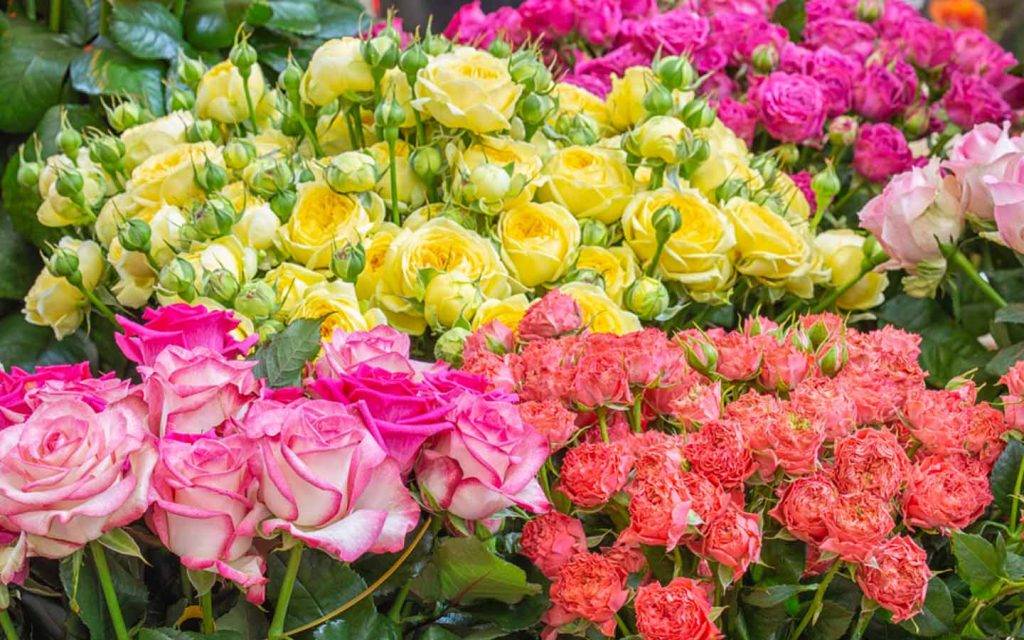 اللمسة الخضراء